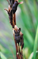 Close up of seedpods on a stem of Siberian iris or Siberian flag (Iris sibirica)