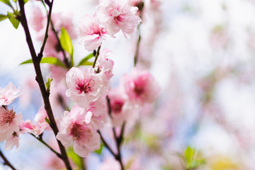 pink flowers of cherry tree sakura cherry blossom pretty pink small flower peach