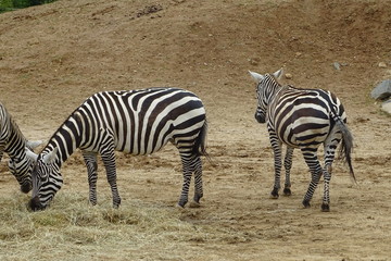 Obraz na płótnie Canvas Graceful zebras at the zoo