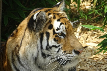 Amur tiger at the zoo