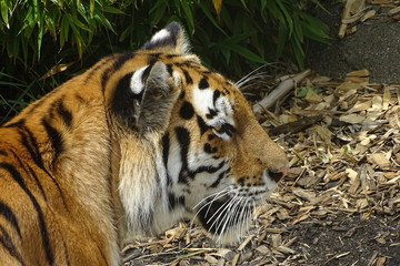 Amur tiger at the zoo