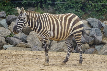 Obraz na płótnie Canvas Zebras at the zoo