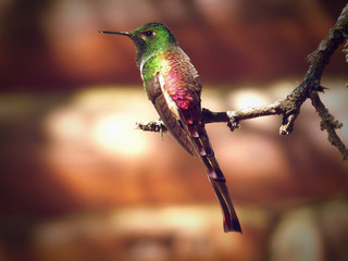Colibri © Florencia