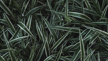Naklejka na ściany i meble closeup of grass texture pattern