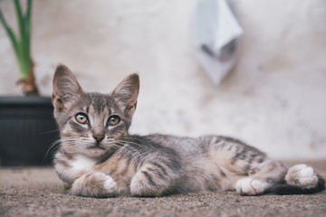 Small cute kitten lying on the ground and watching up