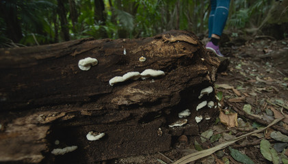 Fungus in rainforest Australia Gold Coast tree trunk