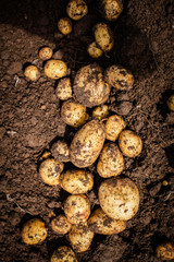 Harvesting potatoes