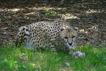 Cheetah feeding at the zoo