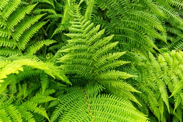 Finland Aulanko National Park. Nature landscape.