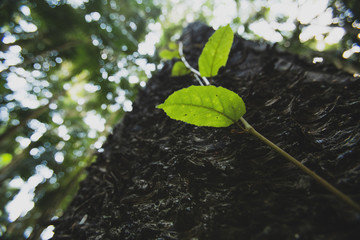 young plant in tree growth environment