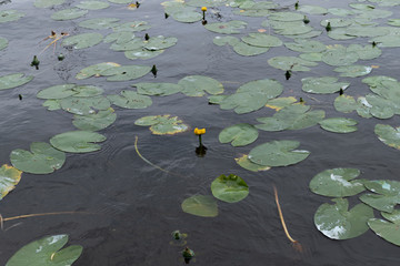  Yellow lilies on the water