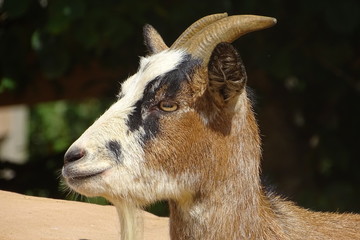 Cute goats in the sun at the zoo