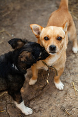 Love and affection between dogs. Dogs playing together. Portrait of two young beauty dogs 