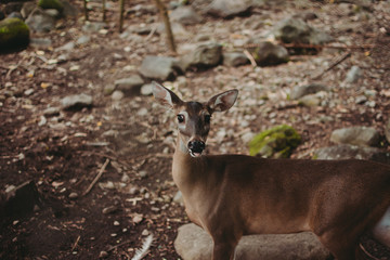 Un venado asustado