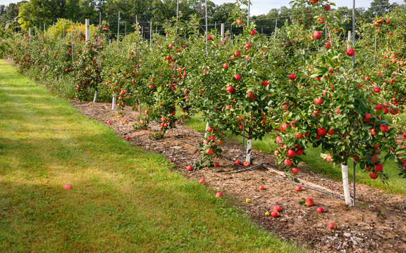 Autumn Apple trees at orchard ripe for picking 