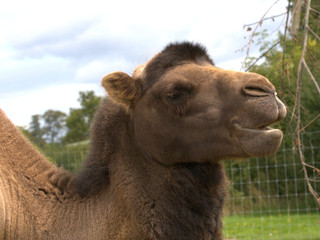 Bactrian Camel Head Shot.