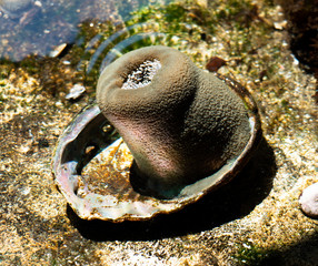 Underwater Abalone Shell with Living Creature in Tide Pool