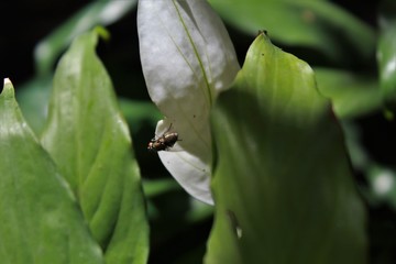 fotos no jardim de casa
