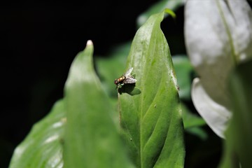 fotos no jardim de casa