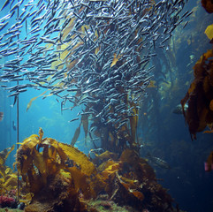 Forests of the Ocean Incredible Kelp