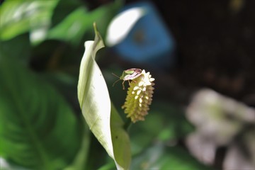 fotos no jardim de casa