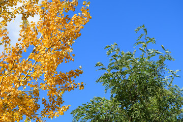 Collection of Beautiful Colorful Autumn Leaves