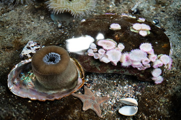 Tide Pool with Abalone Shell, Anemone, Sea Urchins and Starfish Living
