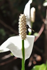 fotos no jardim de casa
