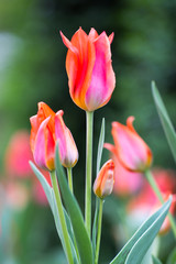 spring flower blossoms us botanic garden washington dc