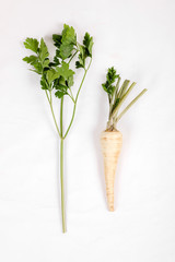 Parsnip and parsley root comparison, FRESH with leaves only from the garden, on a white background .