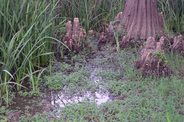 Green forest, Tarf, Algeria, Africa