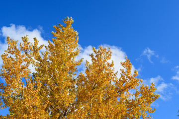 Fototapeta premium Collection of Beautiful Colorful Autumn Leaves