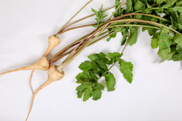 PARSNIP, FRESH with leaves only from the garden, on a white background .