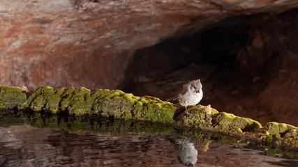 A juniper titmouse is perched on a mossy rim above a pool of water under a rock overhang with his reflection in the water.