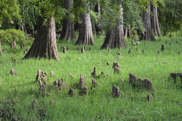 Green forest, Tarf, Algeria, Africa