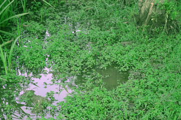 Plants and animald in wild life, Algeria