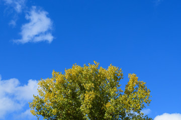 Obraz premium Collection of Beautiful Colorful Autumn Leaves