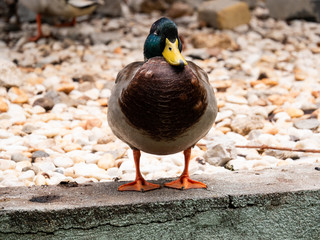 pato anade real sacando pecho