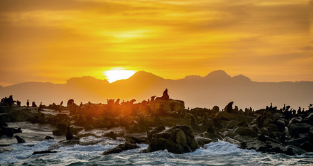Sunrise at Seal Island. South African (Cape) fur seals  (Arctocephalus pusillus pusillus), Colony of cape fur seals. False Bay, Western Cape, South Africa, Africa.