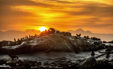 Sunrise at Seal Island. South African (Cape) fur seals  (Arctocephalus pusillus pusillus), Colony of cape fur seals. False Bay, Western Cape, South Africa, Africa.