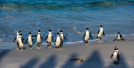 African penguins walk out of the ocean to the sandy beach. African penguin also known as the jackass penguin, black-footed penguin. Scientific name: Spheniscus demersus. Boulders colony. South Africa