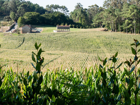 campo de cultivo con horreo de piedra en un pueblo gallego