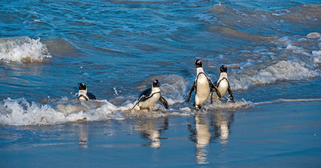 Fototapeta premium African penguins walk out of the ocean to the sandy beach. African penguin also known as the jackass penguin, black-footed penguin. Scientific name: Spheniscus demersus. Boulders colony. South Africa