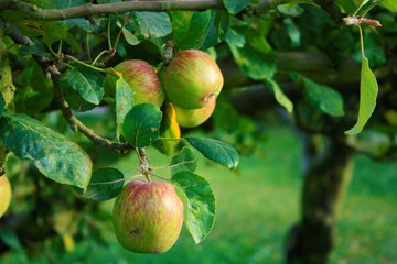 Manzana Ana