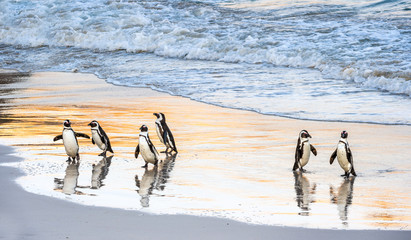 African penguins walk out of the ocean to the sandy beach. African penguin also known as the jackass penguin, black-footed penguin. Scientific name: Spheniscus demersus. Boulders colony. South Africa