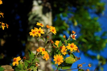 pequeña amarilla