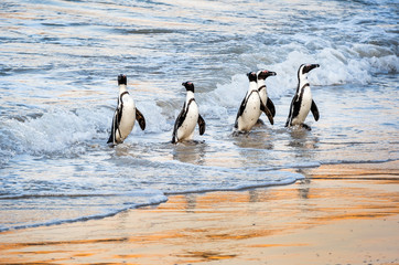 Naklejka premium African penguins walk out of the ocean to the sandy beach. African penguin also known as the jackass penguin, black-footed penguin. Scientific name: Spheniscus demersus. Boulders colony. South Africa