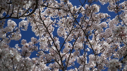cherry tree blossom