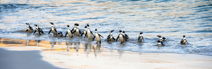 Naklejka premium African penguins walk out of the ocean to the sandy beach. African penguin also known as the jackass penguin, black-footed penguin. Scientific name: Spheniscus demersus. Boulders colony. South Africa