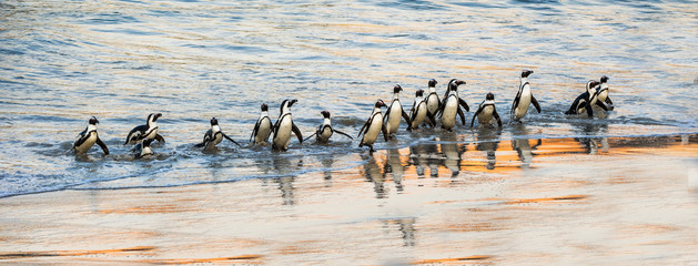 African penguins walk out of the ocean to the sandy beach. African penguin also known as the jackass penguin, black-footed penguin. Scientific name: Spheniscus demersus. Boulders colony. South Africa © Uryadnikov Sergey